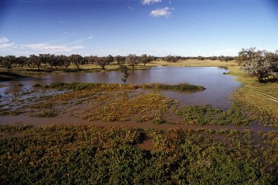 Flooded billabongs near Bourke