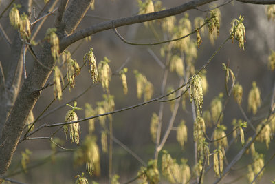 April Bloom small.jpg