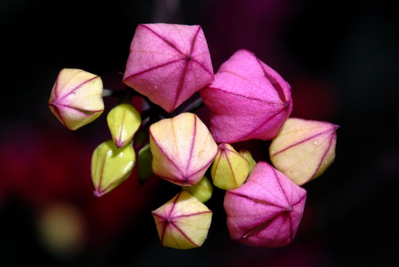 Conservatory wall vine in bud phase