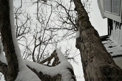 Vertical Shoot 20110227_03 Tree in Snow.JPG