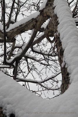 Vertical Shoot 20110227_15 Tree in Snow.JPG