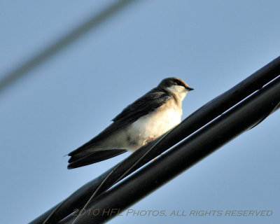 20100521_35 7am Birding.JPG