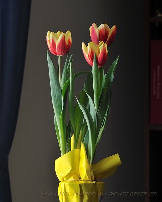20110318_10 Potted TulipsA.JPG