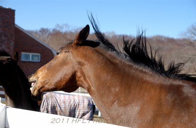 Orion Farms 20110328_06 Horses at Pastur.JPG