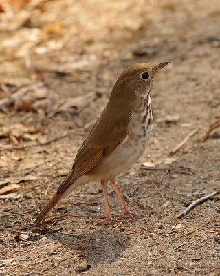 Early April 20110411_09 Hermit Thrush.JPG