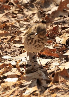 Early April 20110411_12 Hermit Thrush.JPG