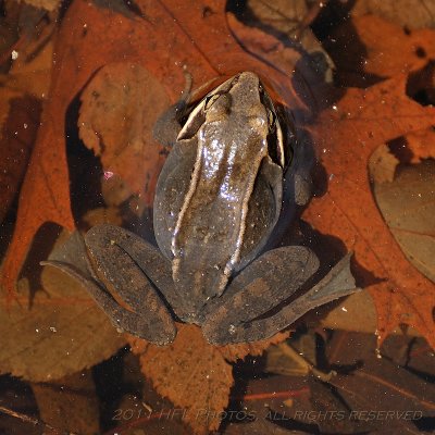 Early April 20110411_15 Frogs.JPG