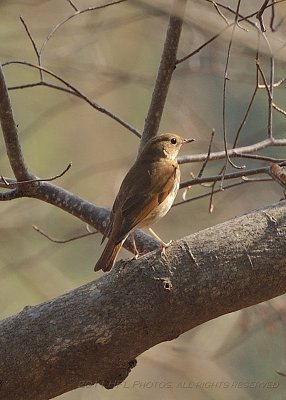 Early April 20110411_32 Hermit Thrush.JPG