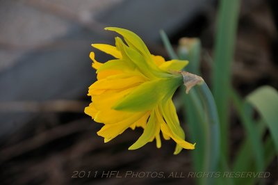 Nikon 18-135mm 20110418_20 Daffodils.JPG