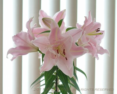 Other Lilies