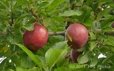 20110917_90 Apples  Flowers.JPG