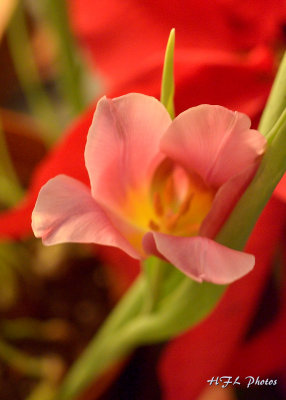 20120101_26 Rogue Tulip.JPG