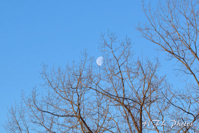 Morning Moon Over Golden Trees _ edited  cropped.JPG