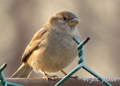 20120324_101 Sparrows.JPG