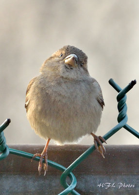 20120324_105 Sparrows.JPG