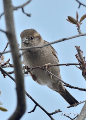 20120324_111 Sparrows.JPG