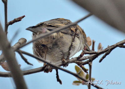 20120324_115 Sparrows.JPG