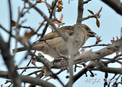 20120324_118 Sparrows.JPG