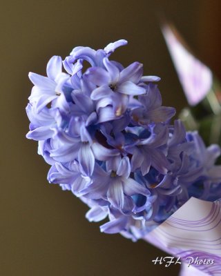 20120408_65 Hyacinths.JPG