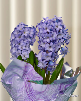 20120409_55 Hyacinths.JPG