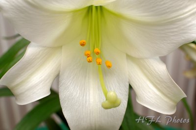 Day 5 (Thursday) - Looking the Lily in the Eye