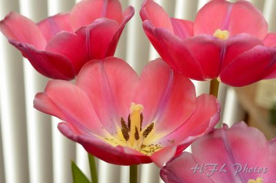 Day 6 - Unfurled Pink Tulips