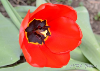 20120415_15 Red Tulip In  O.JPG