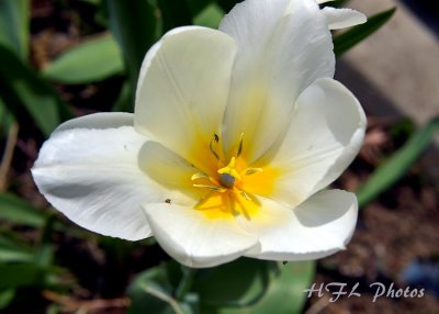 20120415_07 Tulips In  Out.JPG