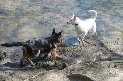 Belle Romps along Mill River