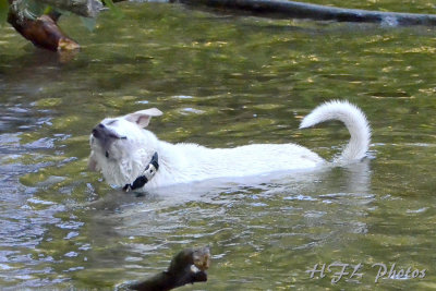 NEF Hospital Hil 20120711_085 Multi-dog Romp_DxO.jpg