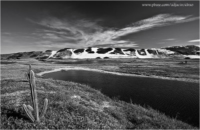 Cactus e Duna - BW