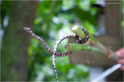 Fauna Guaramiranga 7