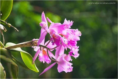 Orquídea Guaramiranga 4