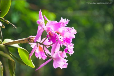 Orquídea Guaramiranga 3