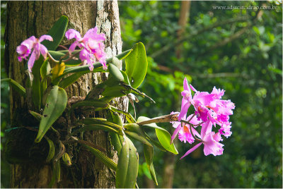 Orquídea Guaramiranga 2