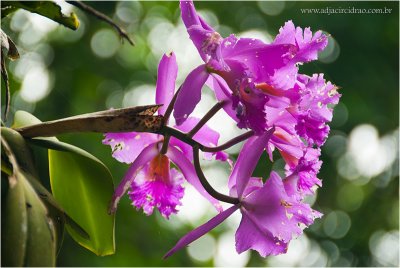 Orquídea Guaramiranga 1