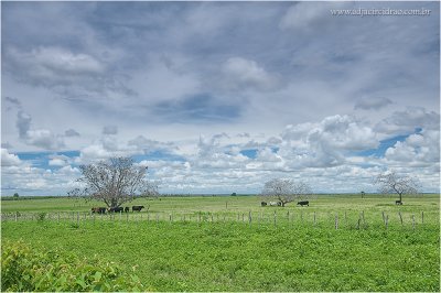 Vista de bovinos - Fazenda