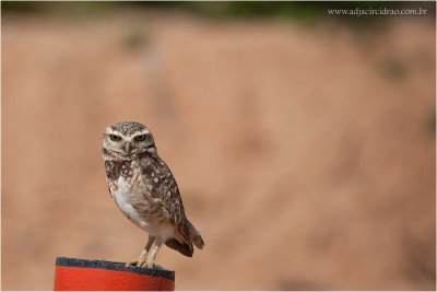 Coruja-Buraqueira-1.JPG