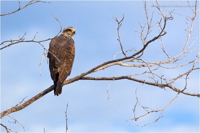 Gaviao-Rei_3657.JPG