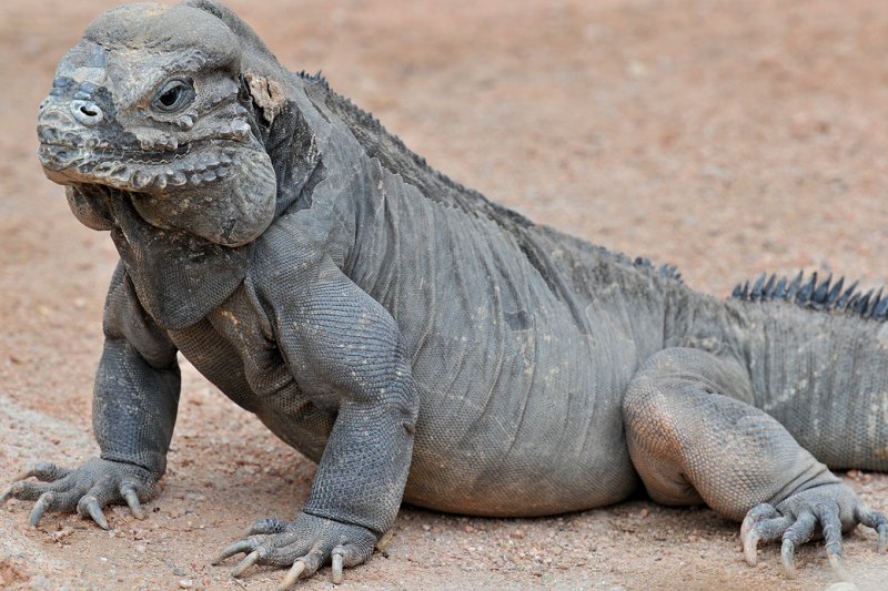 Rhinoceros Iguana