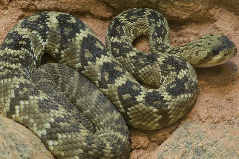 Black Tail Rattlesnake 3