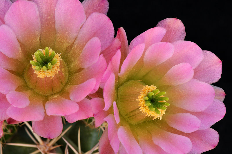 AZ - Claret Cup 2 Blossoms Closeup 1