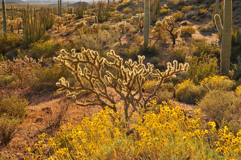 Organ Pipe NM Late Light 6