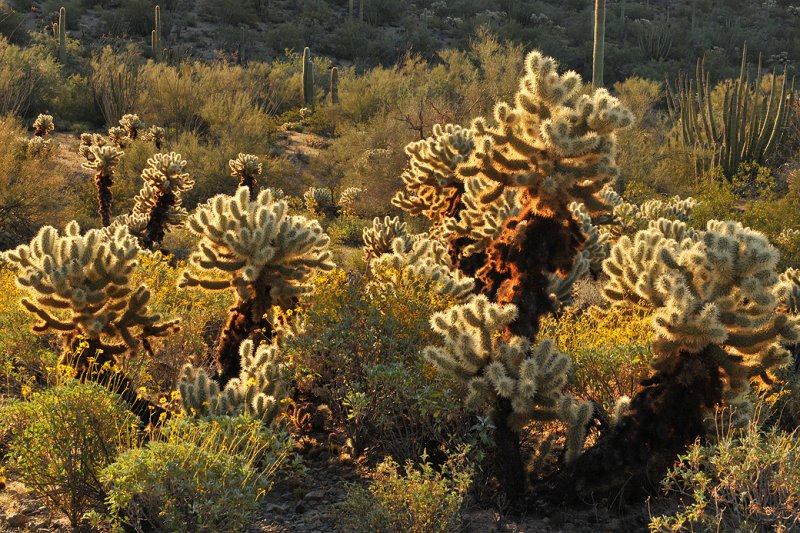 AZ - Organ Pipe NM Mid Morning Backlight 5