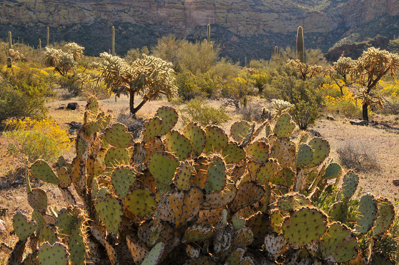 AZ - Organ Pipe NM Mid Morning Backlight 7