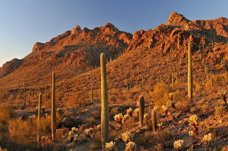 Saguaro NP 1