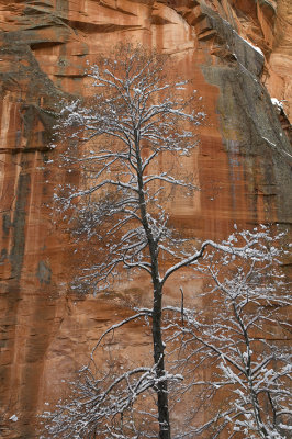 West Fork Snowy Trees