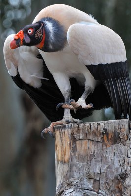 King Vulture 1