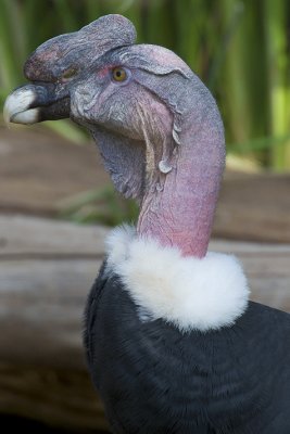 Andean Condor 2