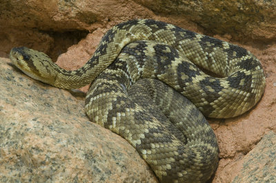 Black Tail Rattlesnake 2